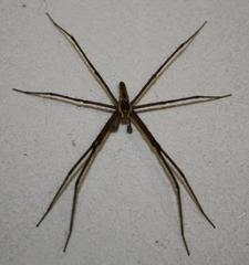 Euprosthenops