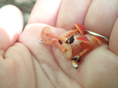 Hygrocybe mucronella