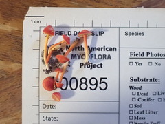 Hygrocybe mucronella