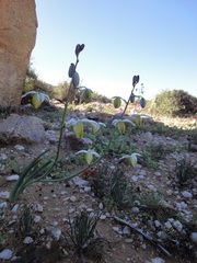 Albuca leucantha
