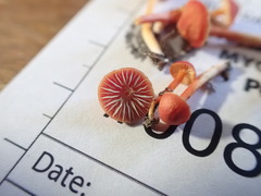 Hygrocybe mucronella