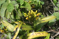 Polystachya transvaalensis