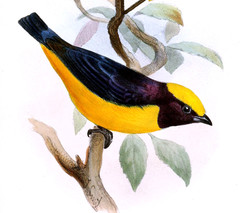 Orange-Crowned Euphonia photo 2