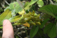 Polystachya transvaalensis