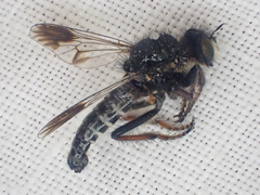 Cyrtopogon bimaculus