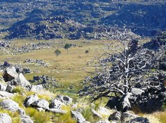 Widdringtonia wallichii