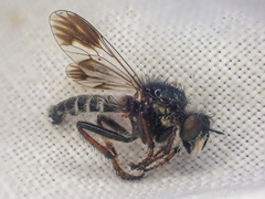 Cyrtopogon bimaculus