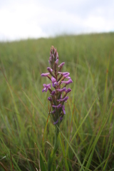 Disa stachyoides