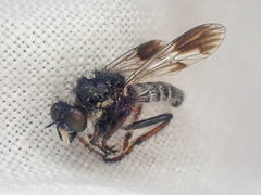 Cyrtopogon bimaculus