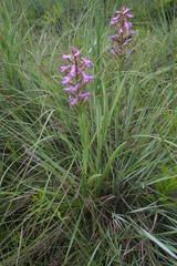 Disa stachyoides