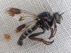 Cyrtopogon bimaculus