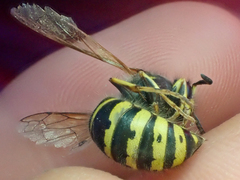 Dolichovespula alpicola