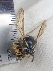 Dolichovespula alpicola