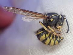 Dolichovespula alpicola