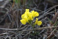 Pearsonia aristata