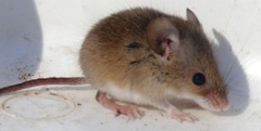 Mus minutoides minutoides