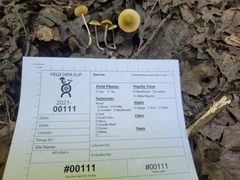 Entoloma flavoviride
