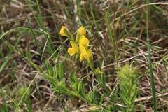 Pearsonia aristata