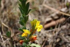 Pearsonia aristata