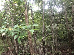 Crataegus calpodendron