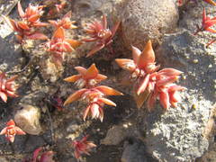 Crassula bergioides