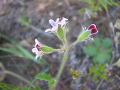Pelargonium althaeoides