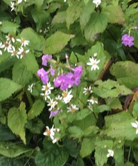 Phlox carolina