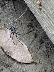 Latrodectus hesperus