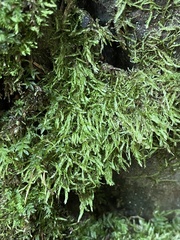 Isopterygiopsis muelleriana