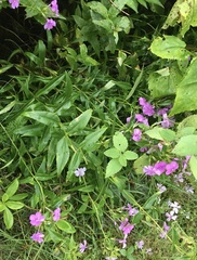 Phlox carolina