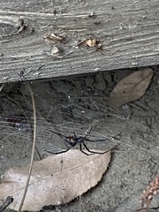 Latrodectus hesperus