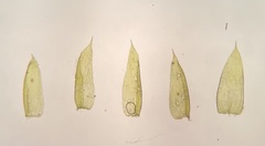 Isopterygiopsis muelleriana