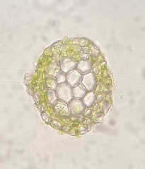 Isopterygiopsis muelleriana