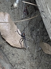 Latrodectus hesperus