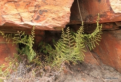 Cheilanthes parviloba