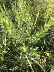 Symphyotrichum sericeum