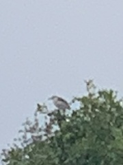 Nycticorax nycticorax image