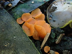 Pulvinula archeri