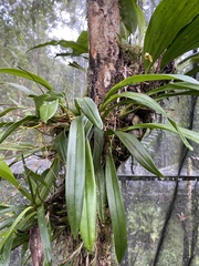 Maxillaria lineolata