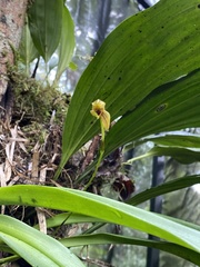 Maxillaria lineolata