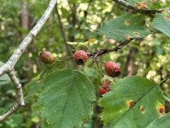 Crataegus schuettei