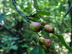Crataegus schuettei