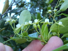 Cynanchum ellipticum