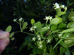 Cynanchum ellipticum