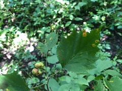 Crataegus schuettei
