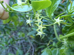 Cynanchum ellipticum