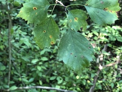 Crataegus schuettei
