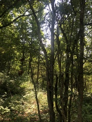Crataegus schuettei