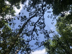 Crataegus schuettei