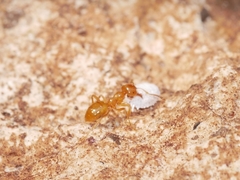 Lasius coloradensis